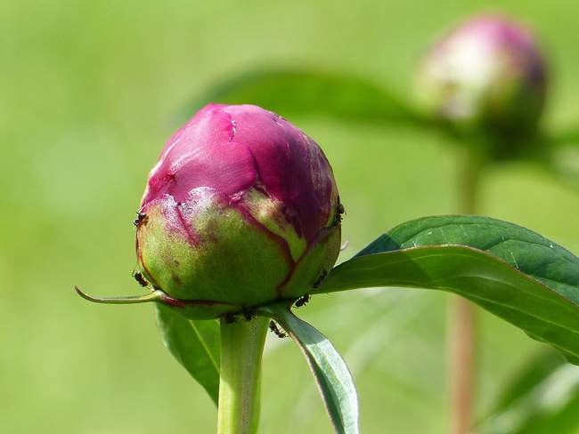 Муравьи пьют нектар с пионов