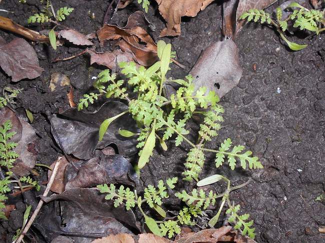 Когда сеять Фацелию