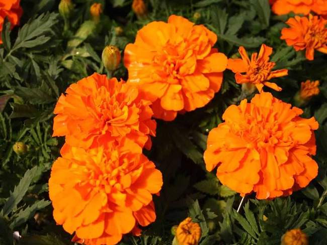 Сорт бархатцев отклоненные французские