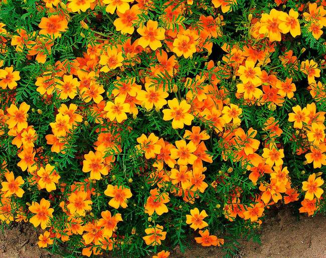 Тонколистные или мексиканские бархатцы