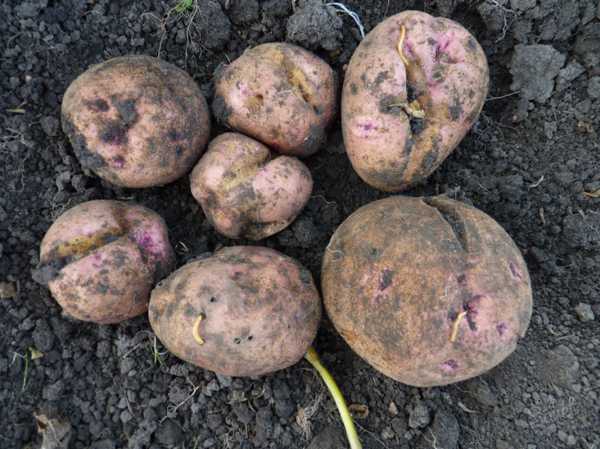 Урожай картошки поврежденный проволочником