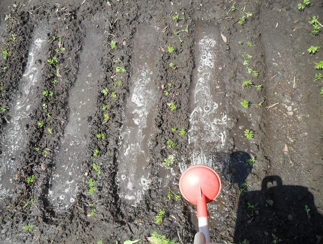 Как поливать морковь в открытом грунте