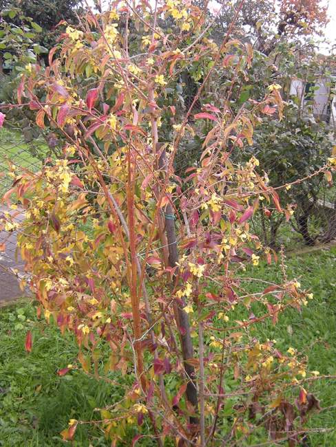 Как выглядит Форзиция осенью