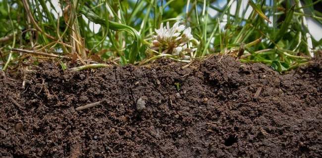 Почва для Форзиции