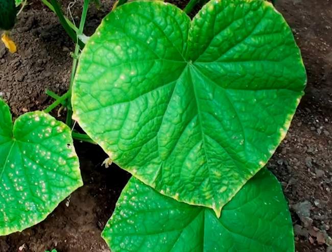 Пожелтение листьев при заморозках