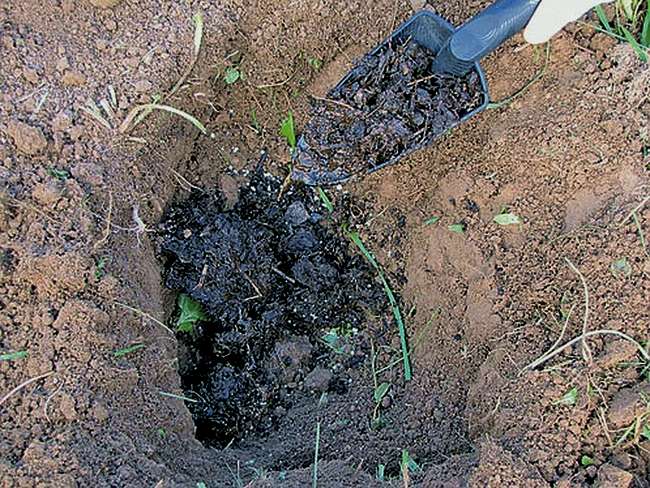 Посадка клубники-малины