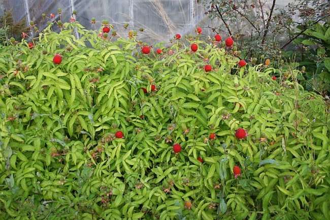 Розолистная малина (Малиника – Малина скрещенная с клубникой)