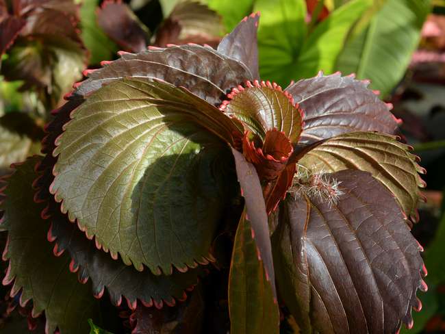 Акалифа Вилкеза