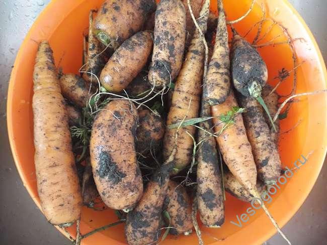 Берем мелкую и кривую морковь на заморозку