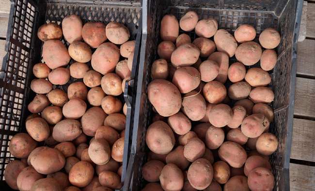 Холмогорский картофель