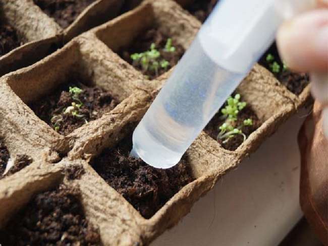 Как правильно поливать рассаду лобелии