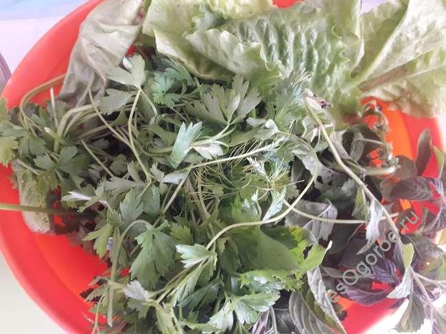 Перебираем зелень