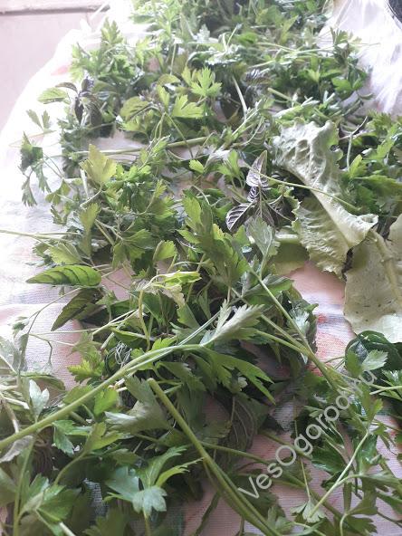 Раскладываем зелень на просушку