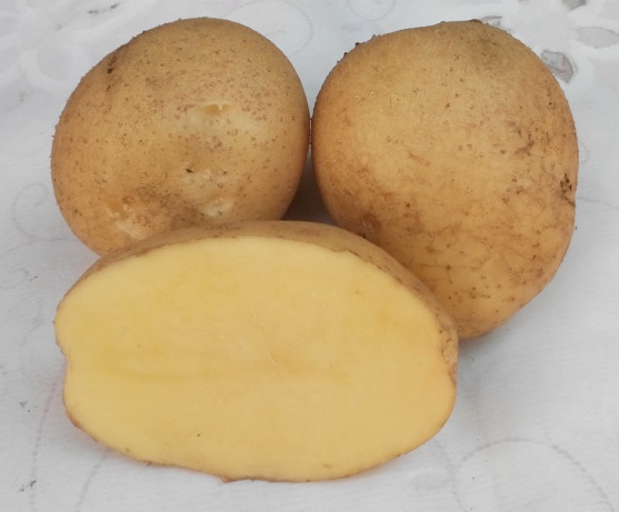 Сорт картофеля Адретта