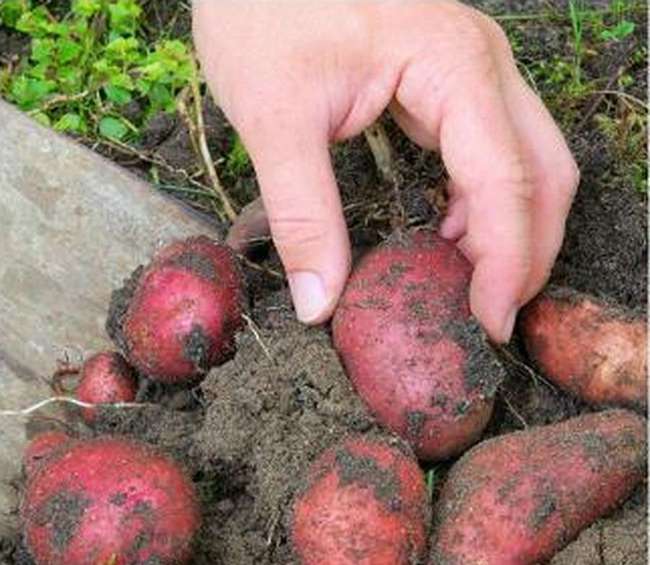 Сорт картофеля детскосельский