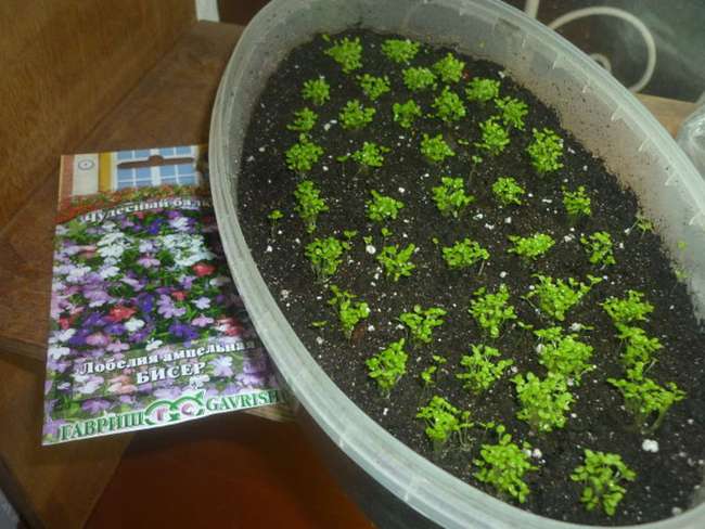 когда посадить лобелию на рассаду