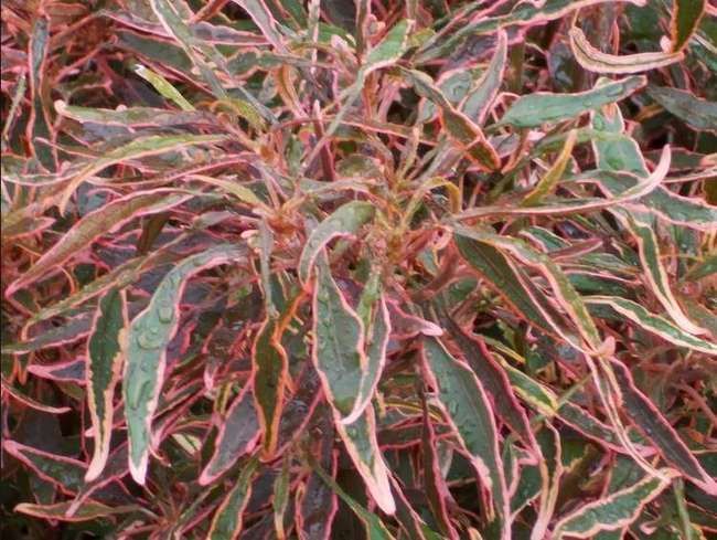 сорт Акалифа Годсефа