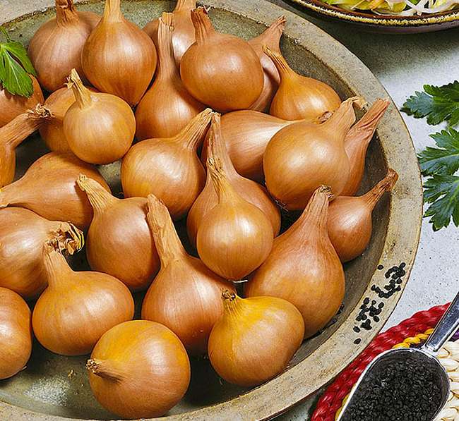 Выращивание репчатого лука из севка сорта Великоустюжский