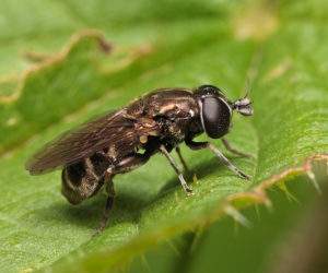 Луковая журчалка