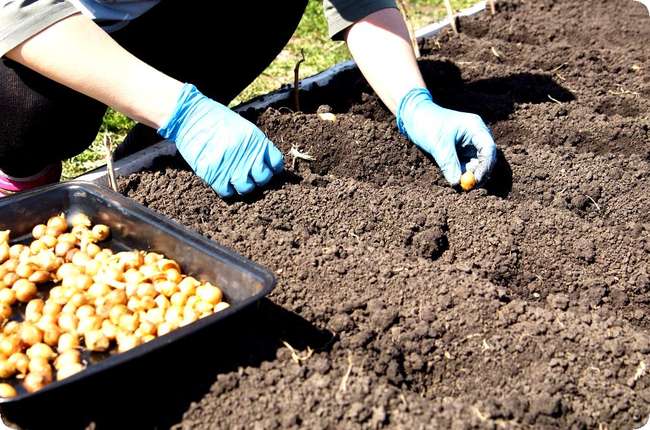 Посадка репчатого лука в открытый грунт